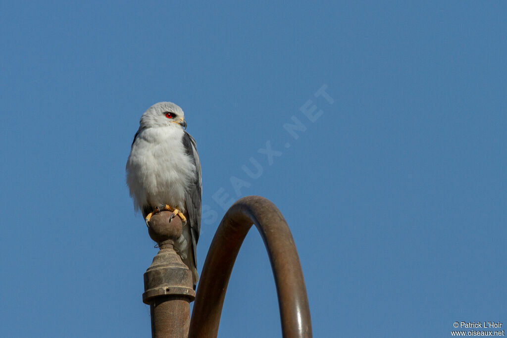 Black-winged Kite