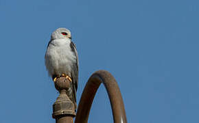 Black-winged Kite