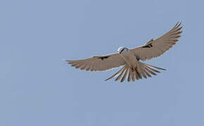 Scissor-tailed Kite