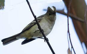 White-crested Elaenia