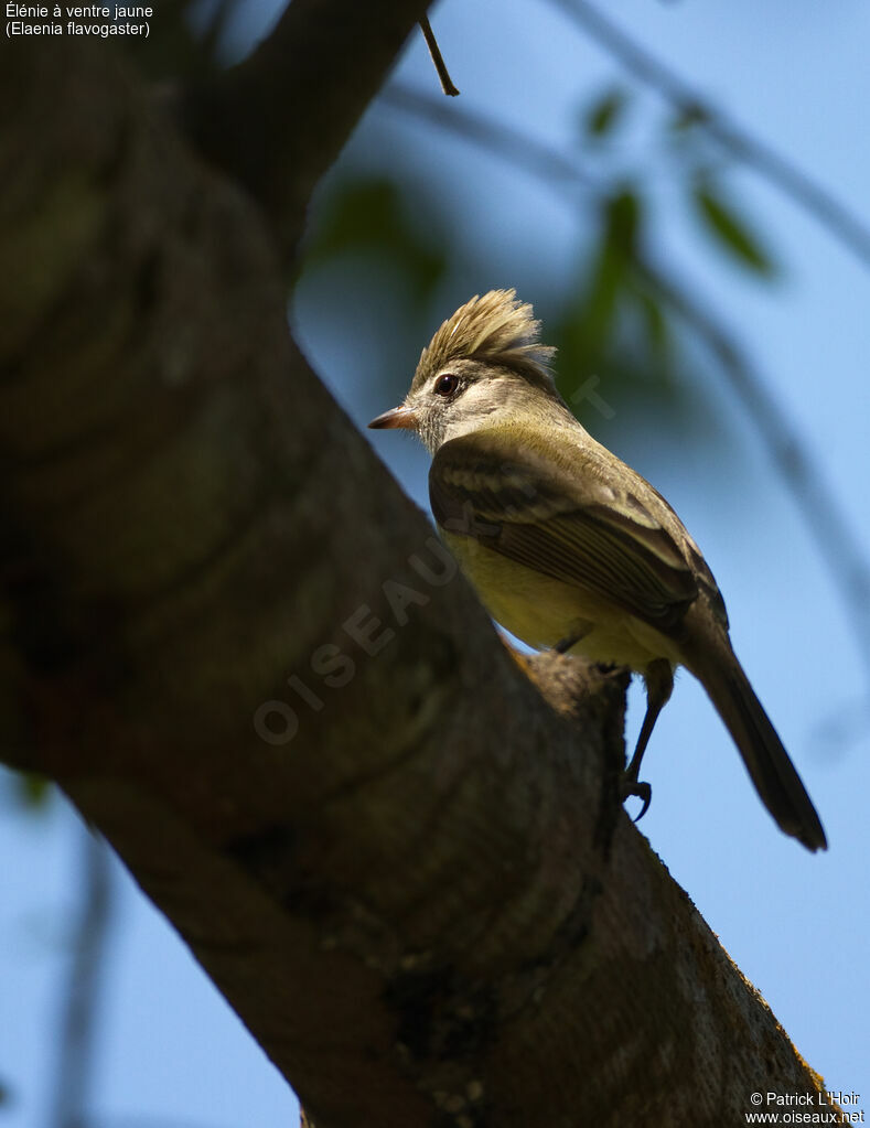 Yellow-bellied Elaeniaadult, Behaviour