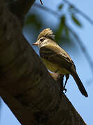 Yellow-bellied Elaenia