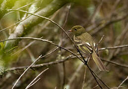 Mountain Elaenia