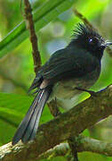 White-tailed Crested Flycatcher