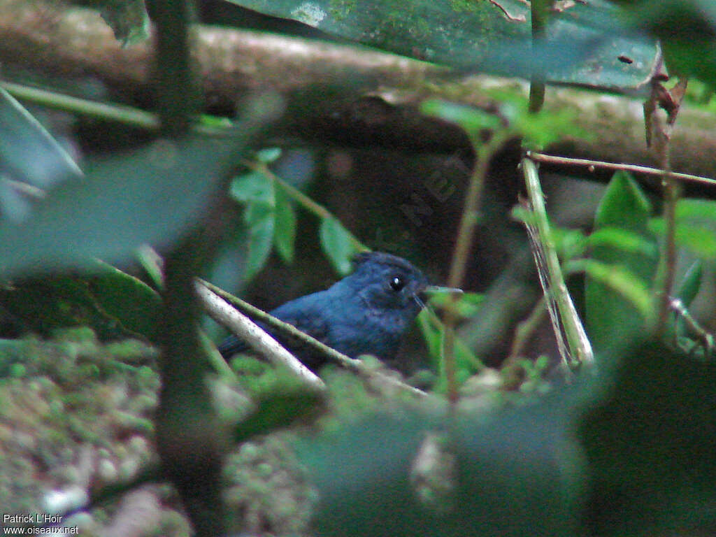 Dusky Crested Flycatcher