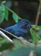 Dusky Crested Flycatcher