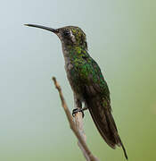 Cuban Emerald