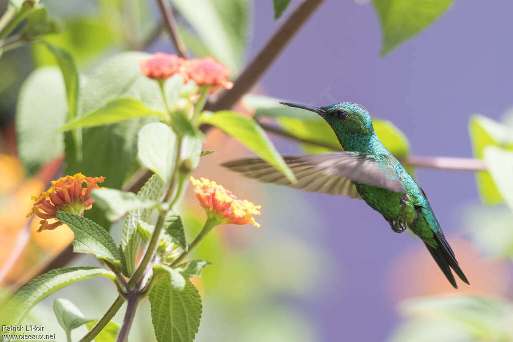 Émeraude du Panama mâle adulte, identification