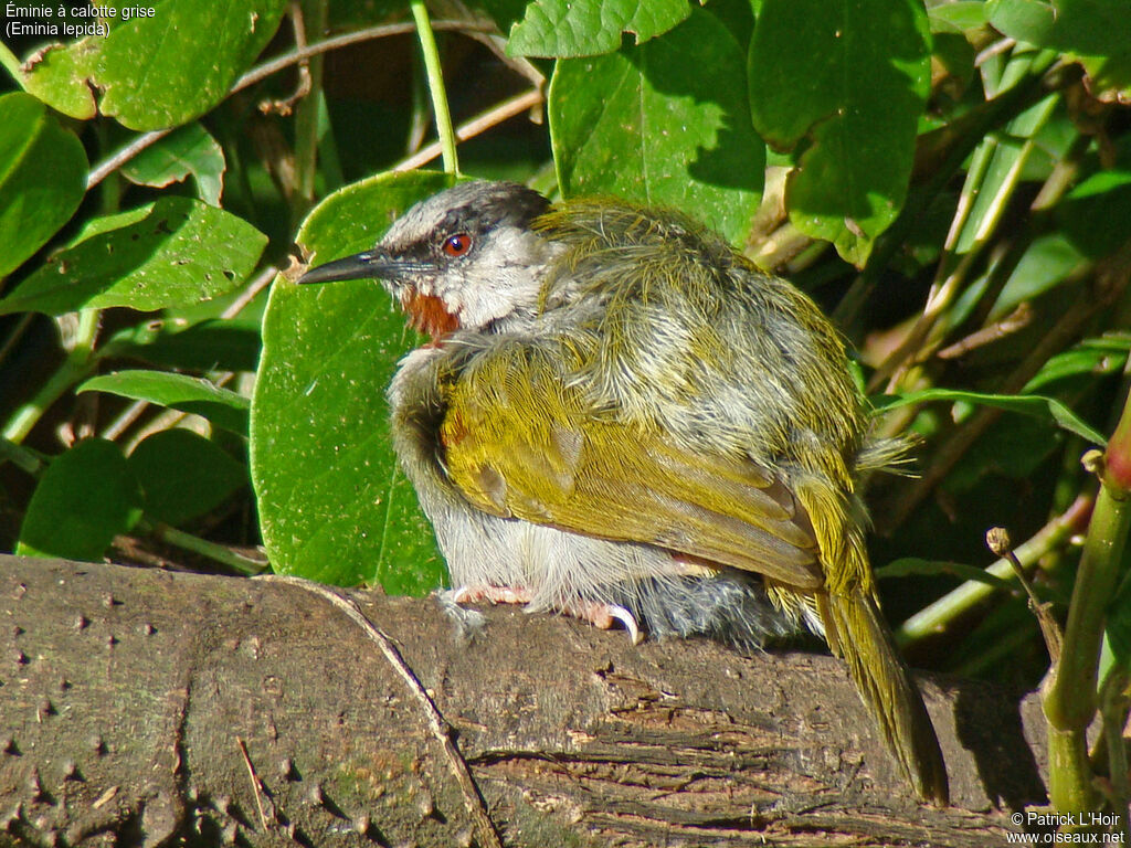 Grey-capped Warbler