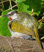 Grey-capped Warbler