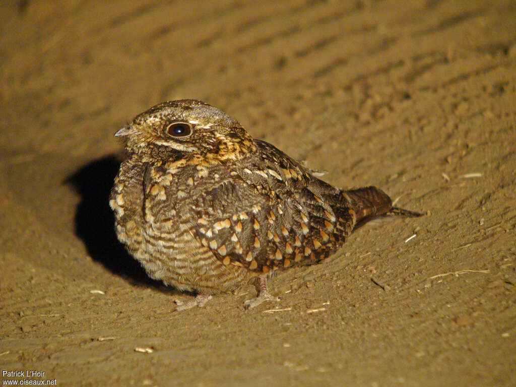 Montane Nightjar