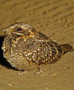 Montane Nightjar