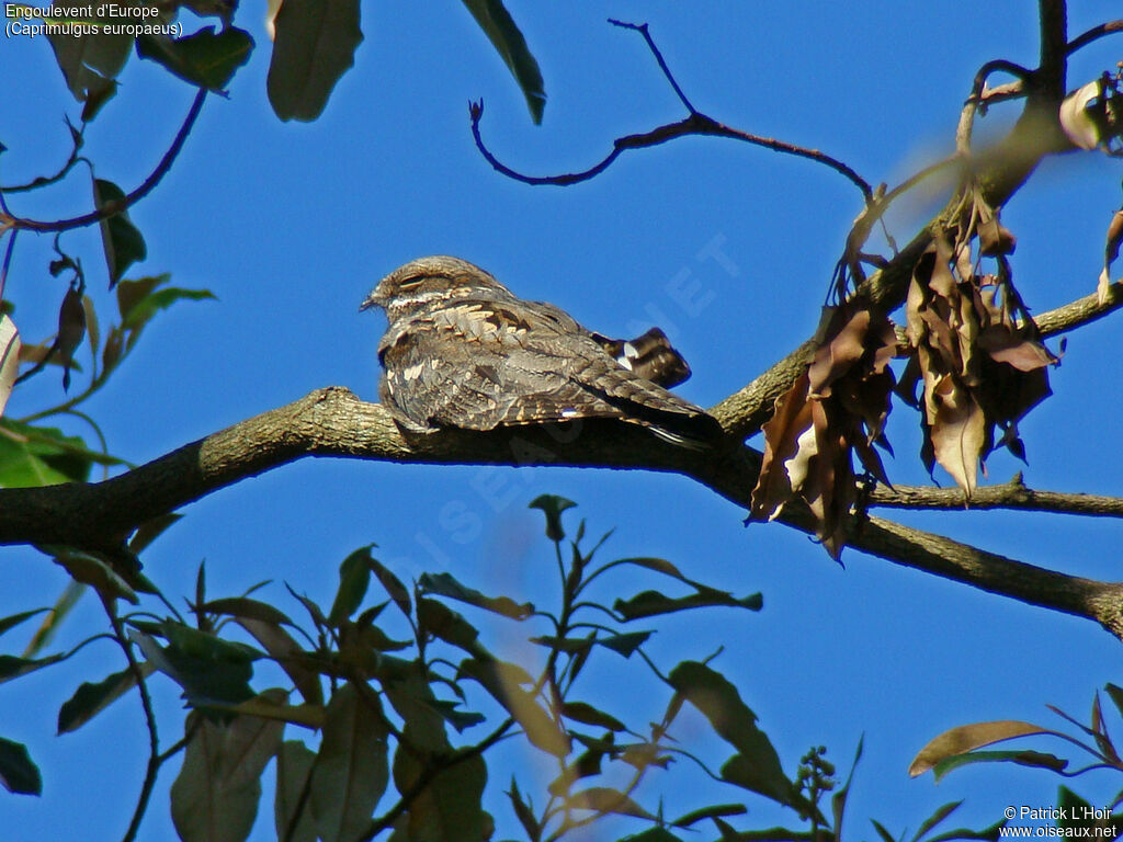 European Nightjar