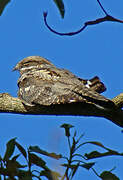 European Nightjar