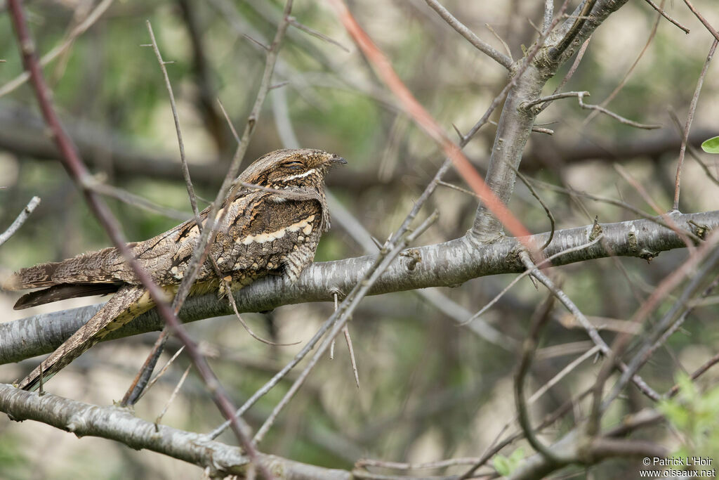 European Nightjar