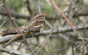 European Nightjar