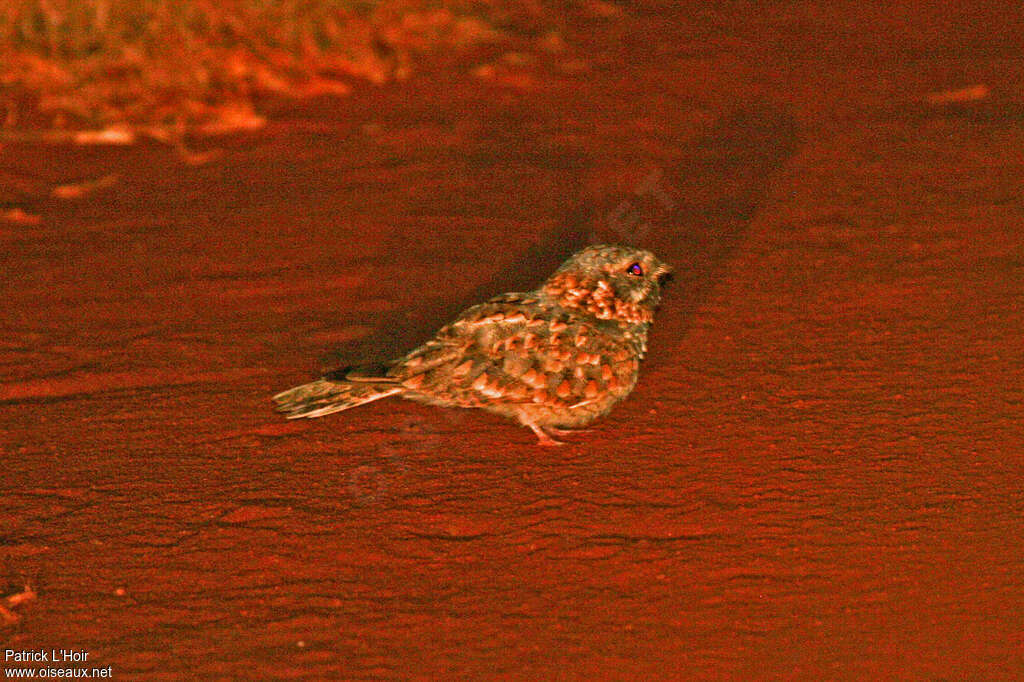 Nubian Nightjar