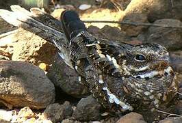 Slender-tailed Nightjar