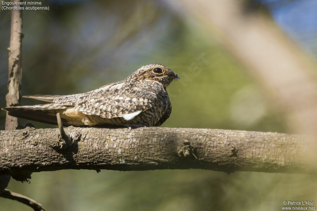 Lesser Nighthawk