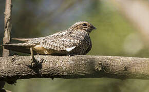 Lesser Nighthawk