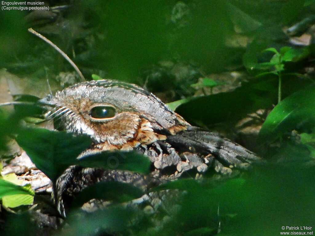 Fiery-necked Nightjar