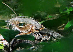 Fiery-necked Nightjar