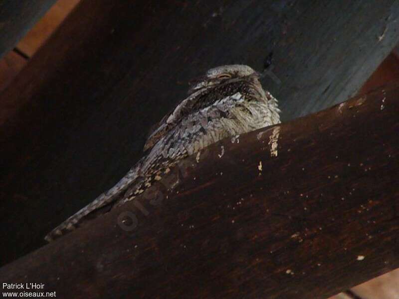 Sombre Nightjar male adult, Behaviour