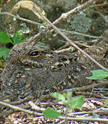 Plain Nightjar