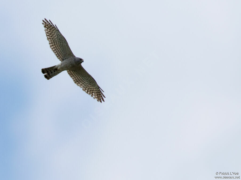 Levant Sparrowhawk