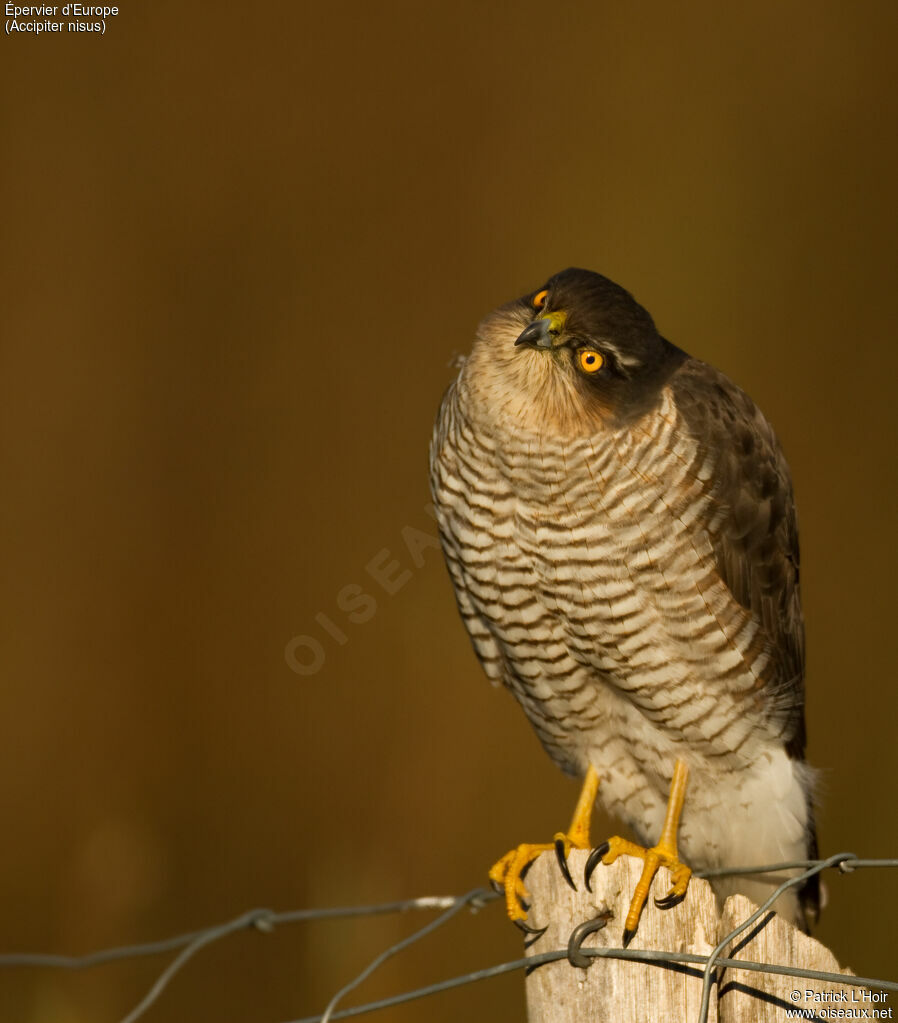 Eurasian Sparrowhawk