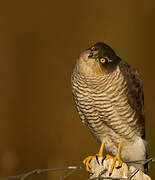 Eurasian Sparrowhawk