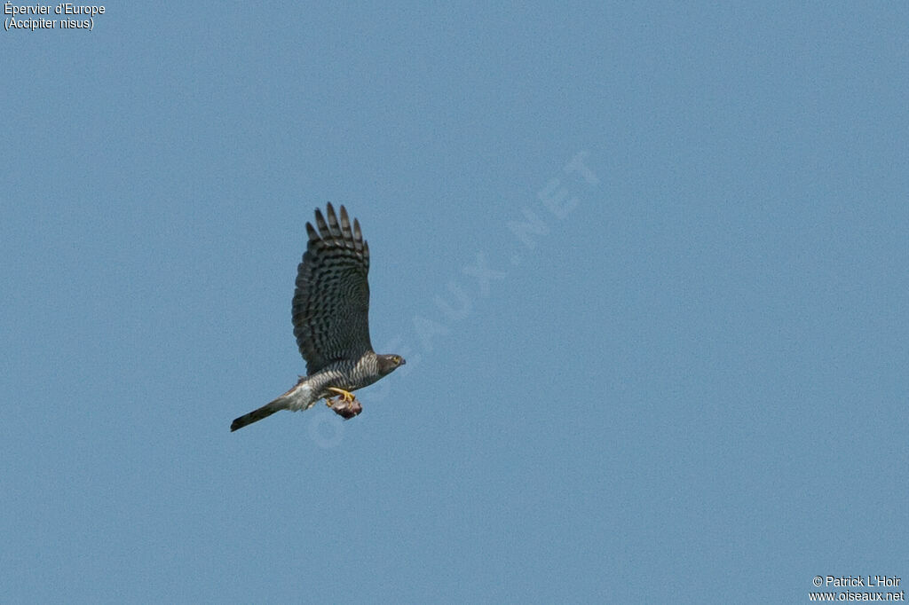 Eurasian Sparrowhawk