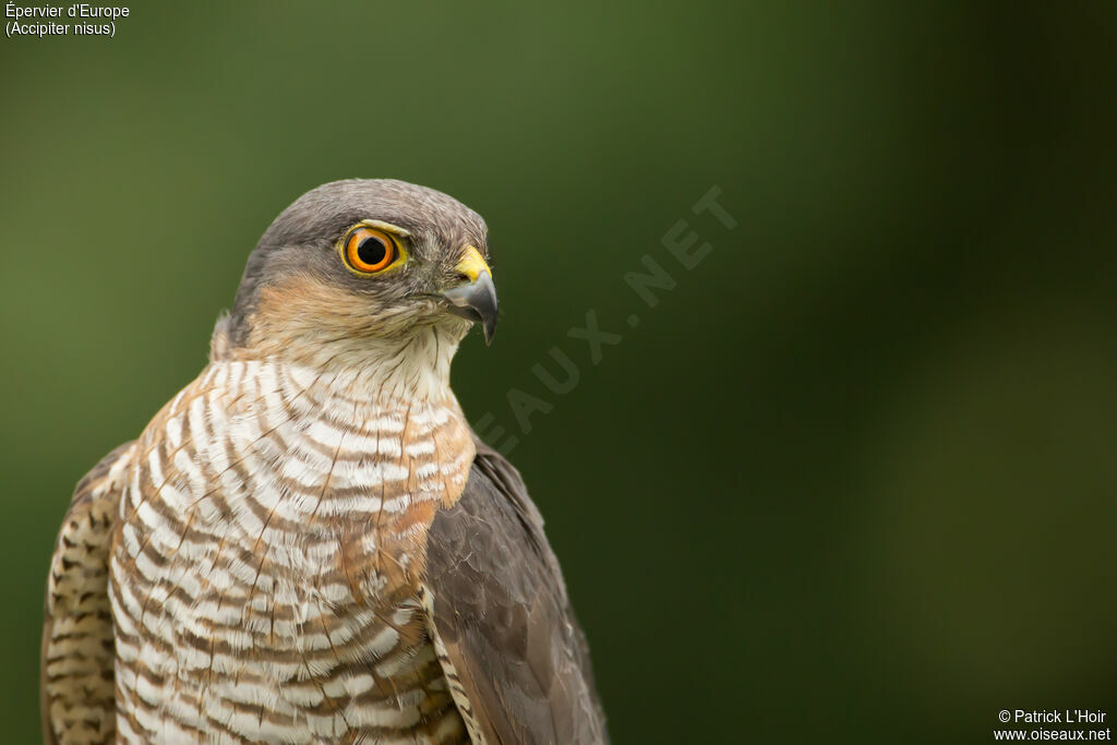 Eurasian Sparrowhawk