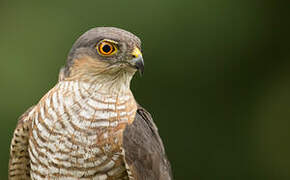 Eurasian Sparrowhawk