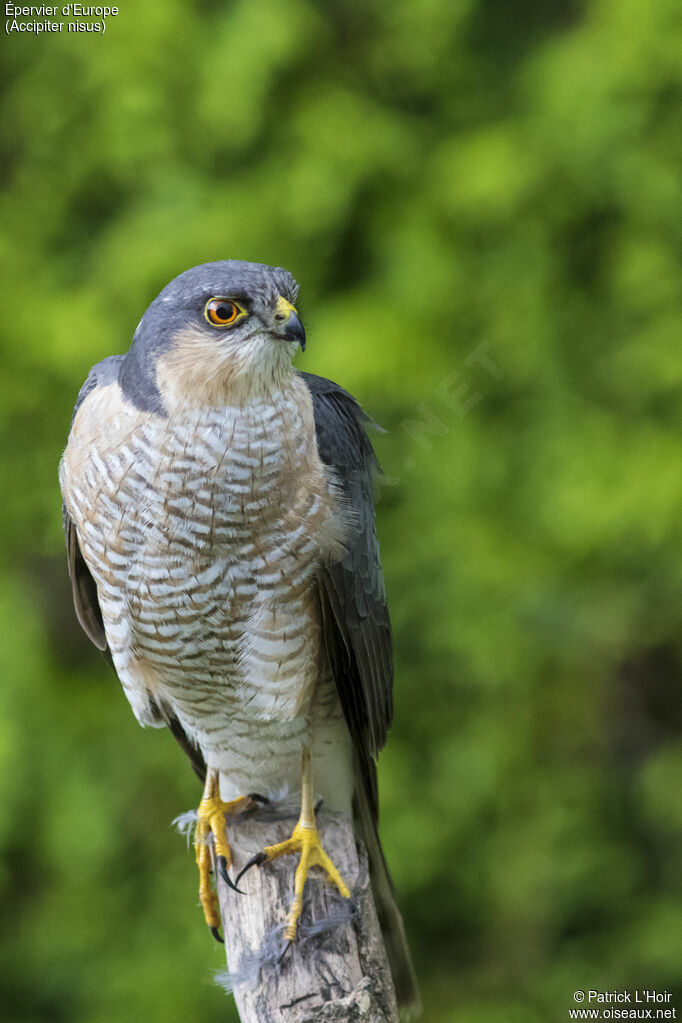 Eurasian Sparrowhawk male adult, eats