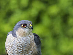 Eurasian Sparrowhawk