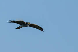 Eurasian Sparrowhawk