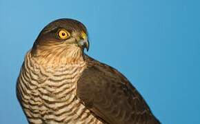 Eurasian Sparrowhawk