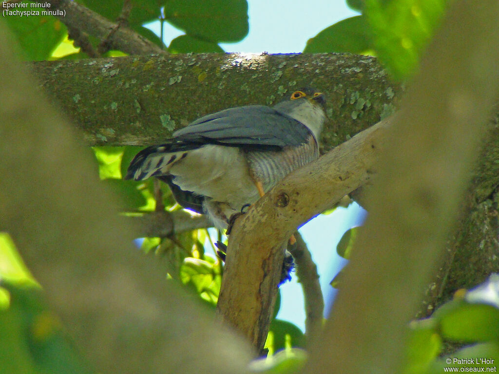 Little Sparrowhawk