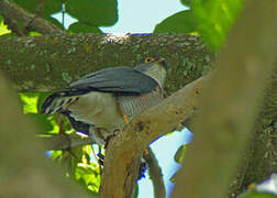 Little Sparrowhawk