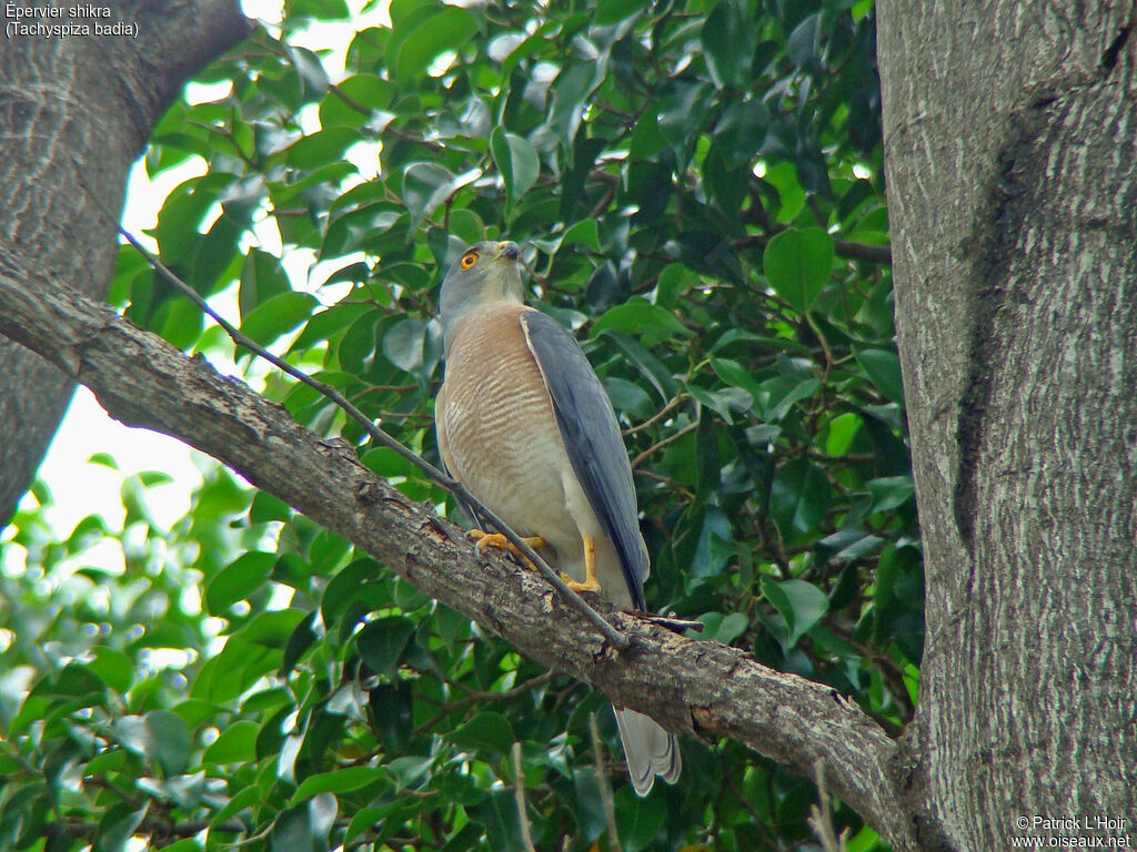 Shikra