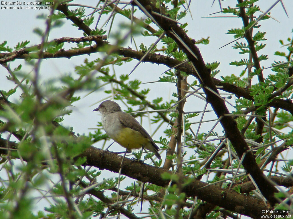 Yellow-bellied Eremomela