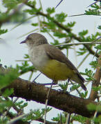 Yellow-bellied Eremomela