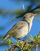 Yellow-vented Eremomela