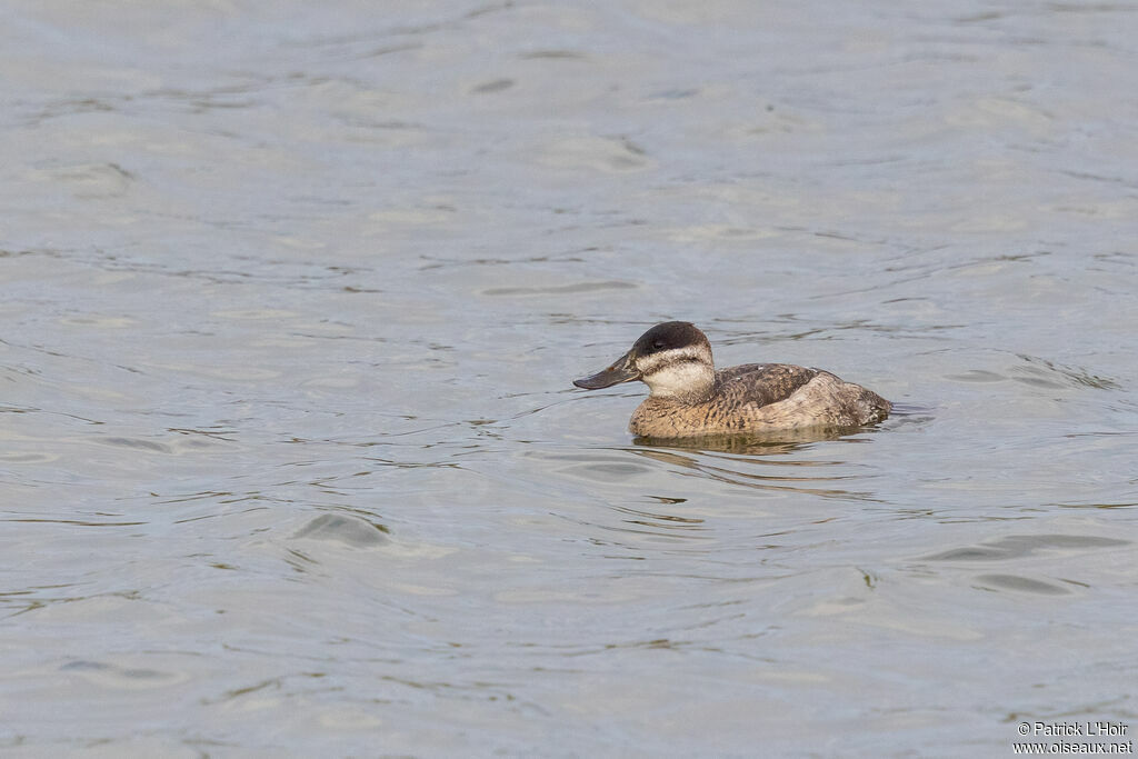 Ruddy Duck female adult