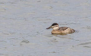 Ruddy Duck