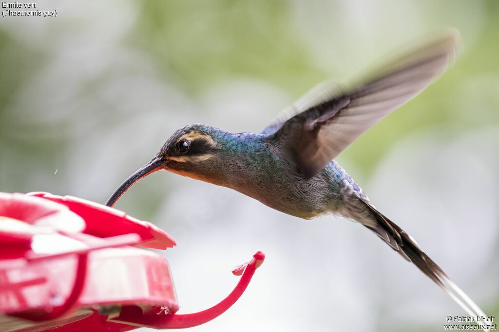 Green Hermit female adult