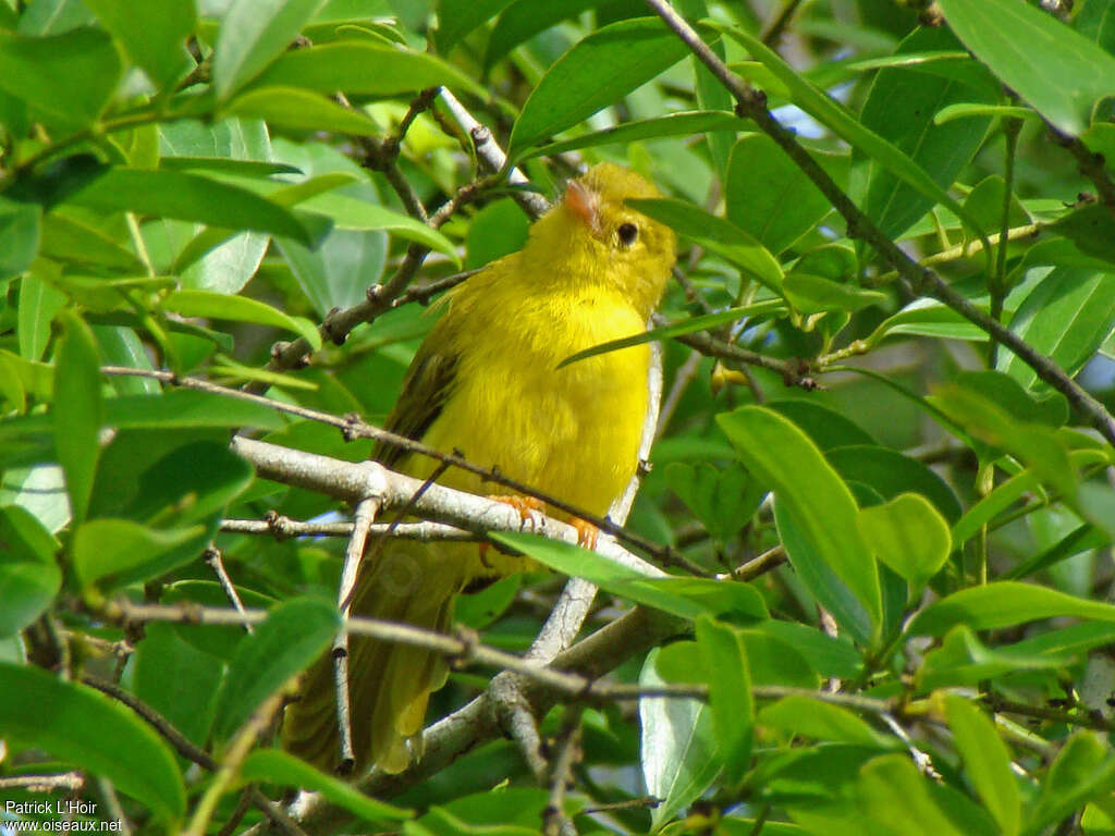 Érythrocerque jaune, habitat, pigmentation