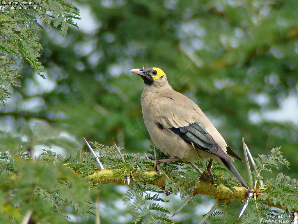 Wattled Starling