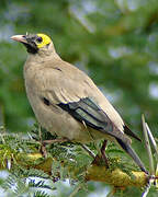 Wattled Starling